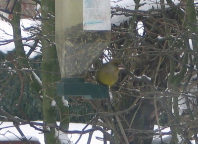 feeding bird